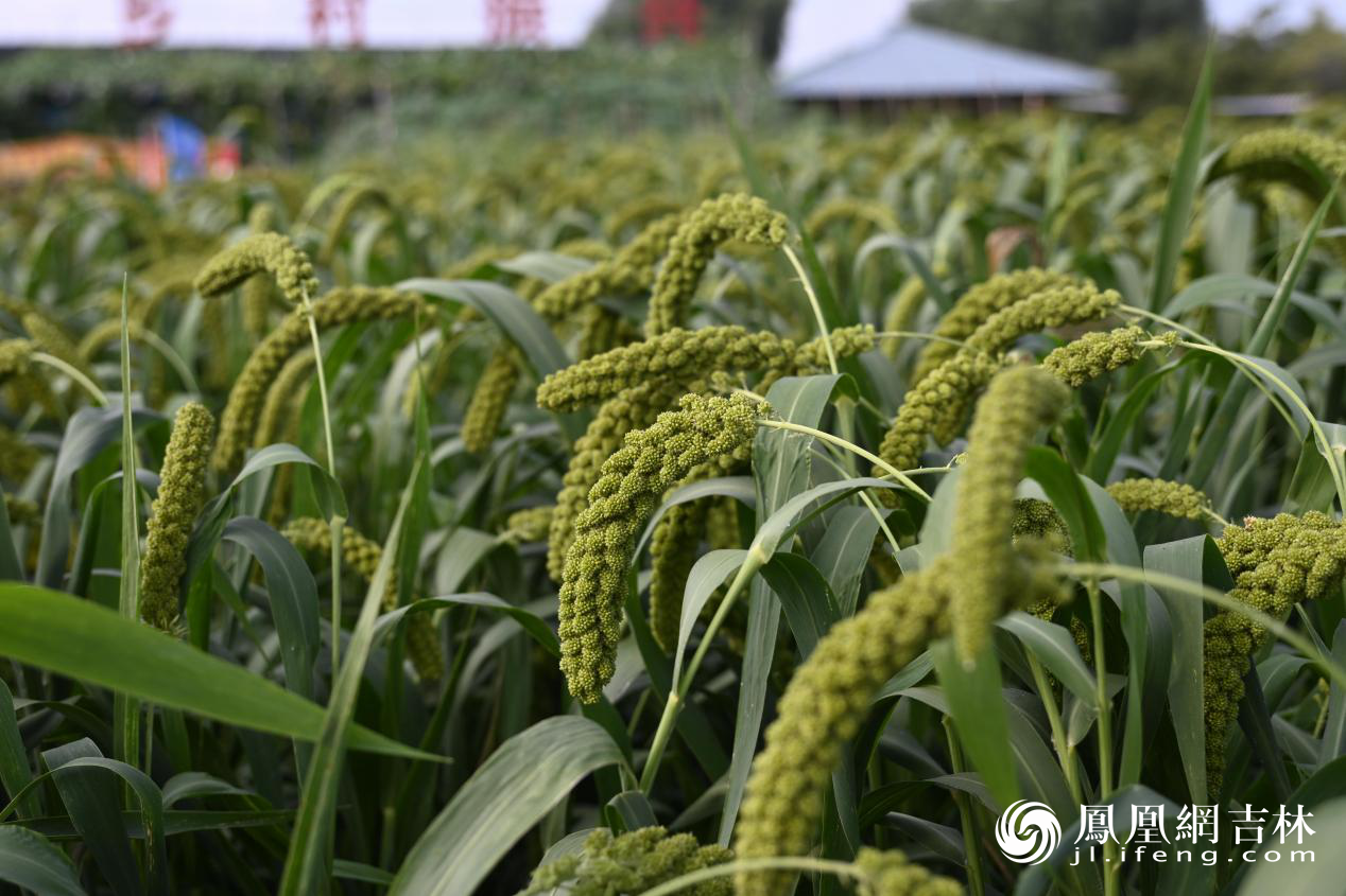 第二十二届中国长春国际农业&middot;食品博览（交易）会现场。