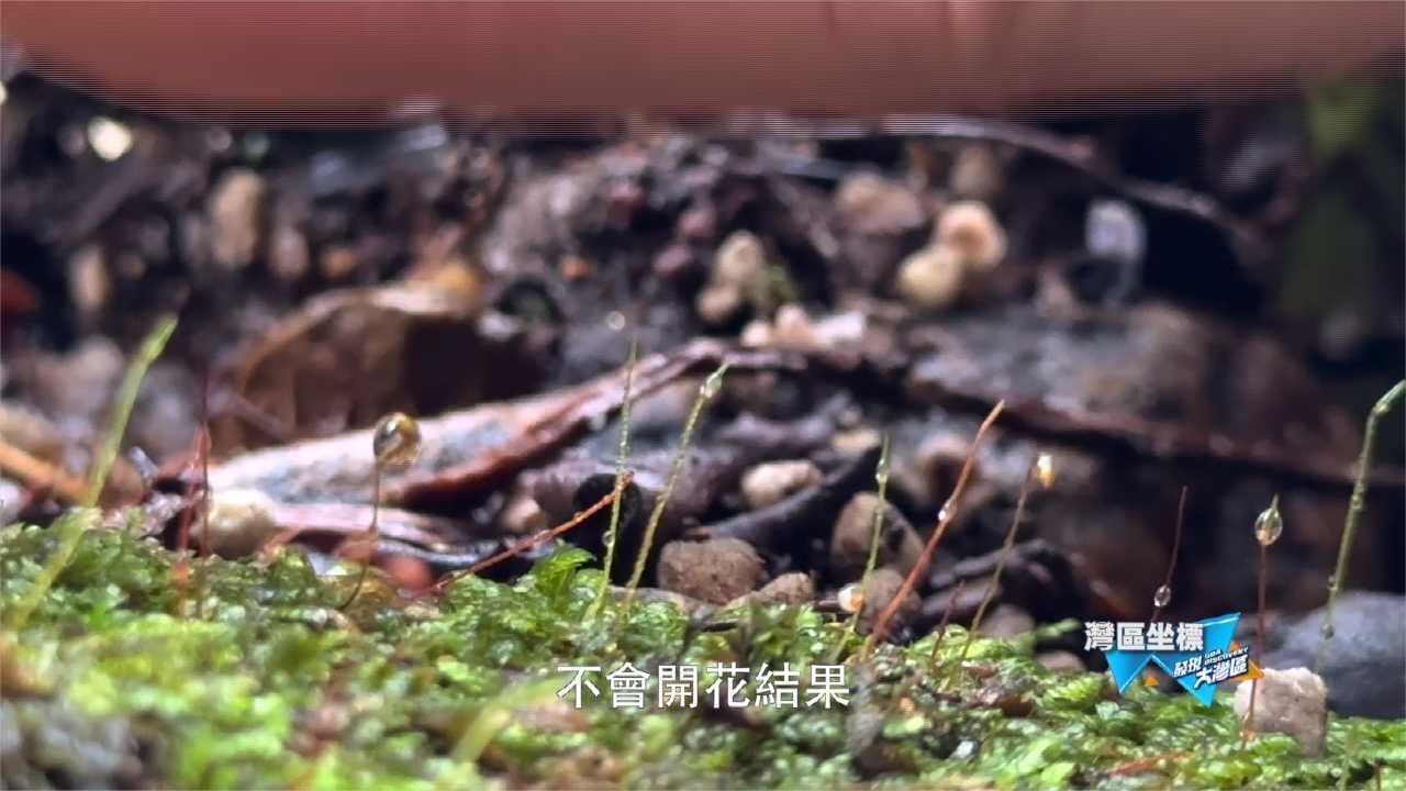 你知道青苔和苔藓的区别吗？凤凰记者带你了解｜发现大湾区