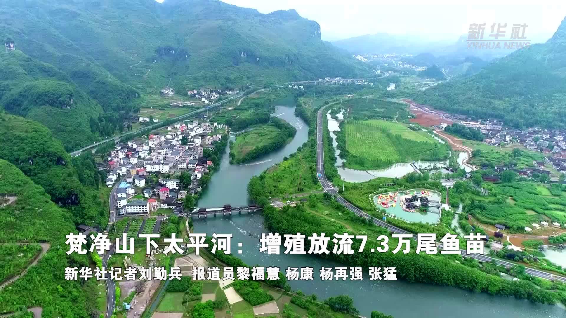 梵净山下太平河：增殖放流7.3万尾鱼苗