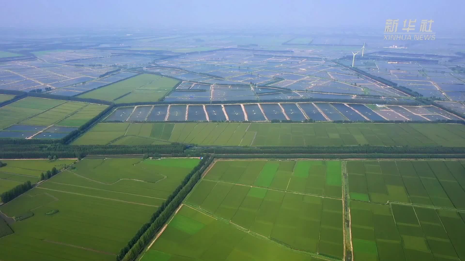 河北丰南：盐碱地上好“丰”景 综合治理显成效