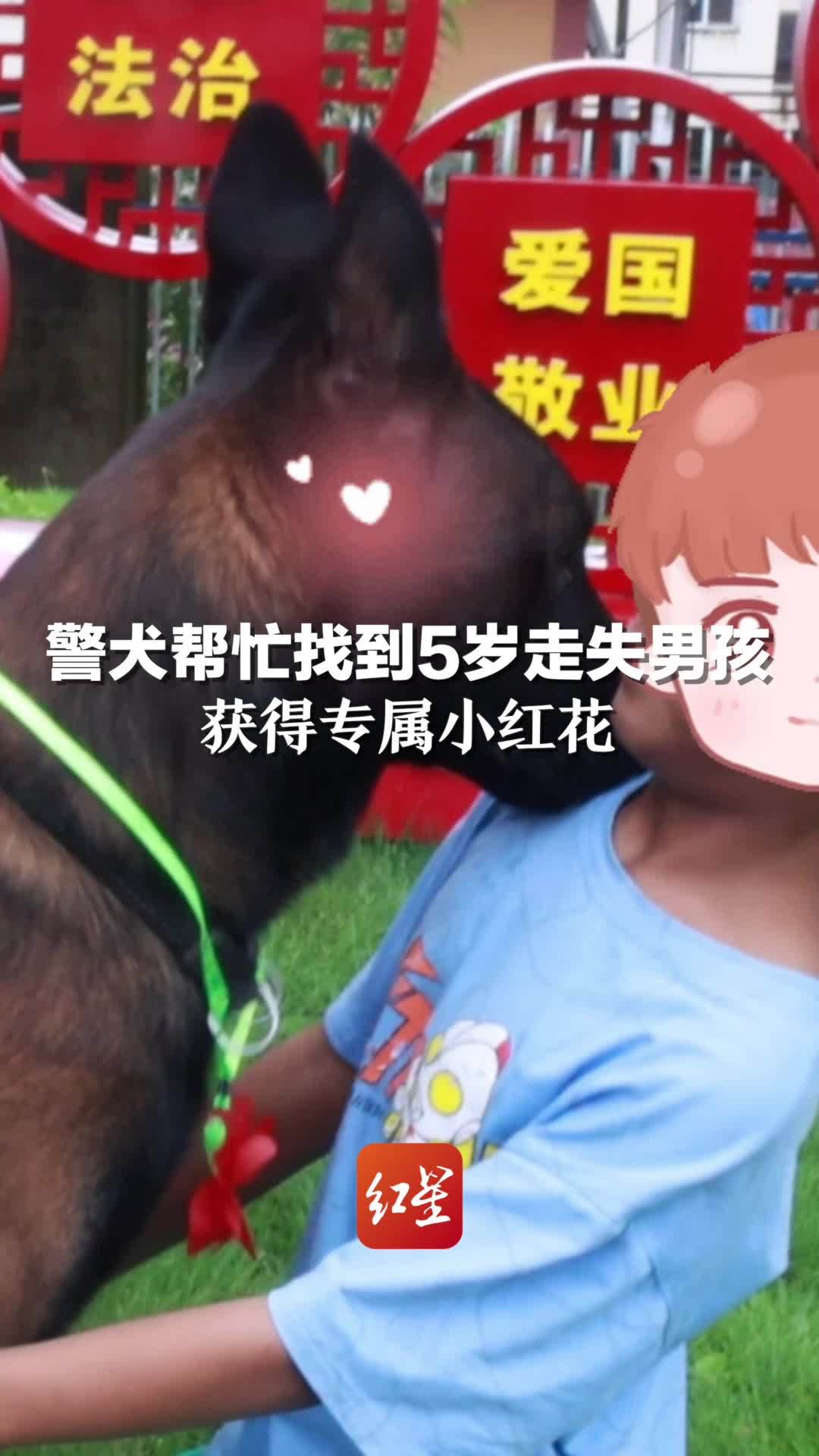 警犬帮忙找到5岁走失男孩 获得专属小红花