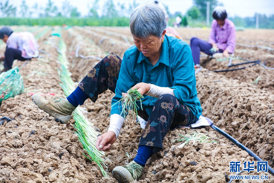 8月13日，河南省信阳市光山县十里镇某种植基地里，农民正在移栽铁杆大葱。