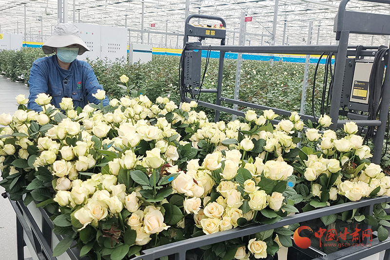 在临夏市百益亿农国际鲜花港工人们加紧采摘鲜切玫瑰