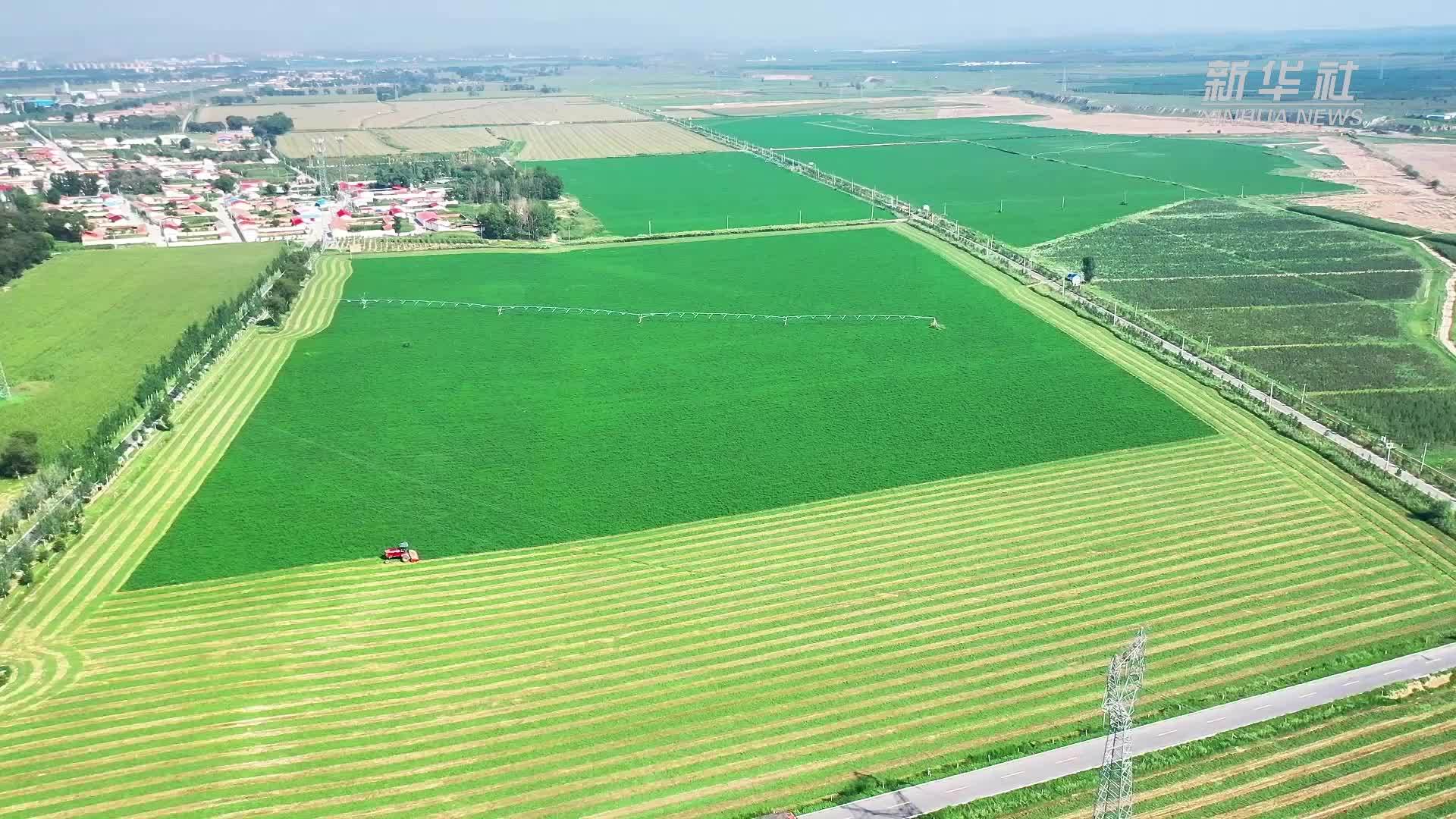 千城胜景｜内蒙古和林格尔县：苜蓿收获忙