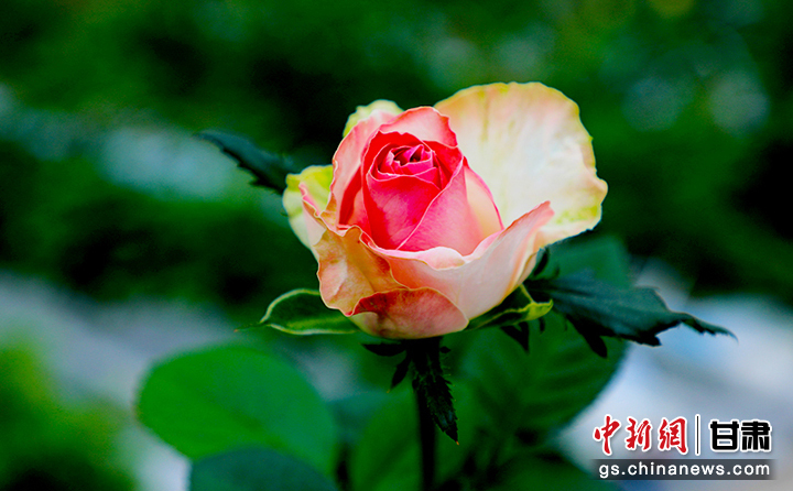 2022年12月，临夏市百益亿农国际鲜花港生产的玫瑰。马玉林 摄（资料图）