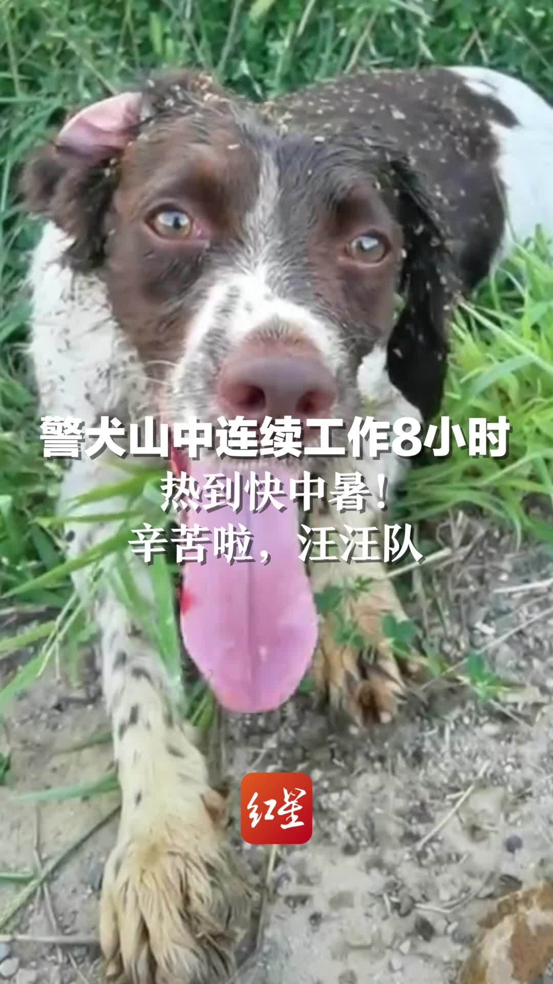 警犬山中连续工作8小时 热到快中暑！辛苦啦，汪汪队