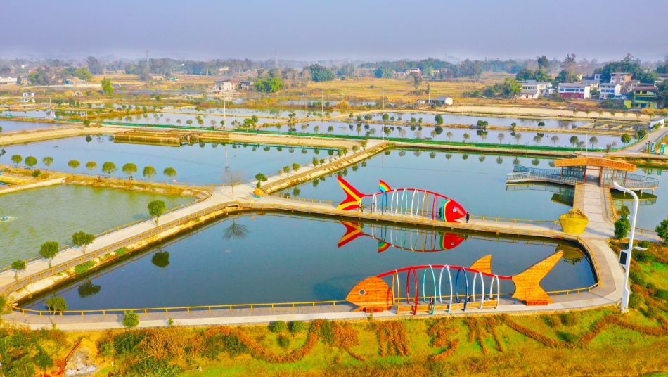 梁平区礼让镇川西渔村有6600亩鱼塘，处于核心区的川西村有3300亩鱼塘。刘辉 摄