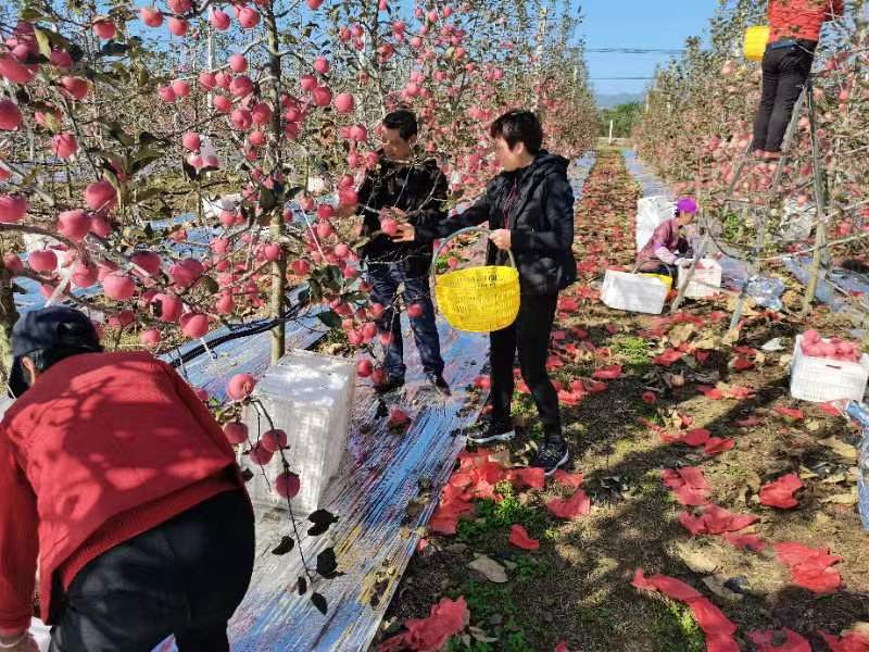 宝鸡凤翔：优选严管激活力 驻村帮扶见实效
