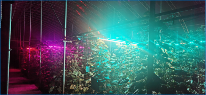 江西理工大学“稀土之光”团队助力富硒蔬菜产业发展