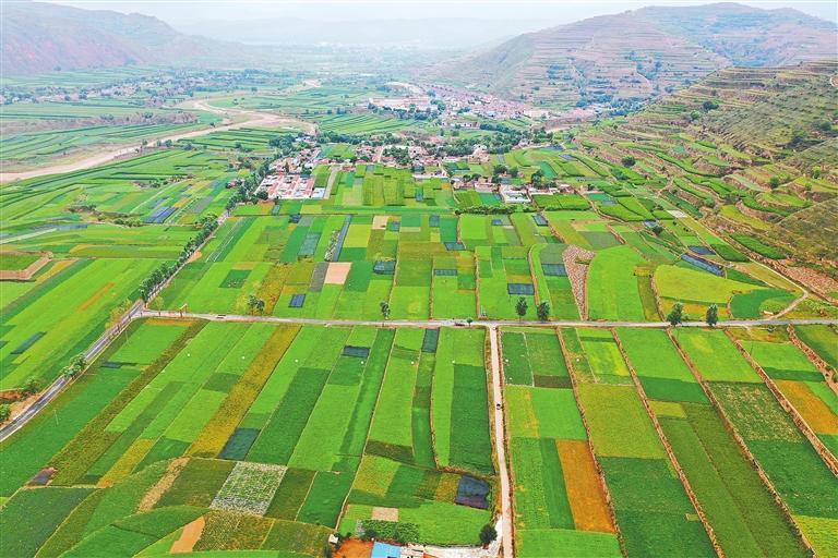 陇西县双泉镇胡家门村千亩中药材绿色标准化种子种苗繁育基地,各类中药材生长正旺。