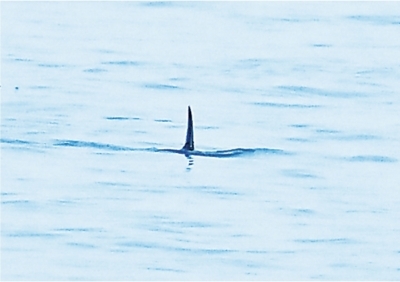 一头长江江豚露出一叶尾鳍，在水面划出一道美丽的弧线。
