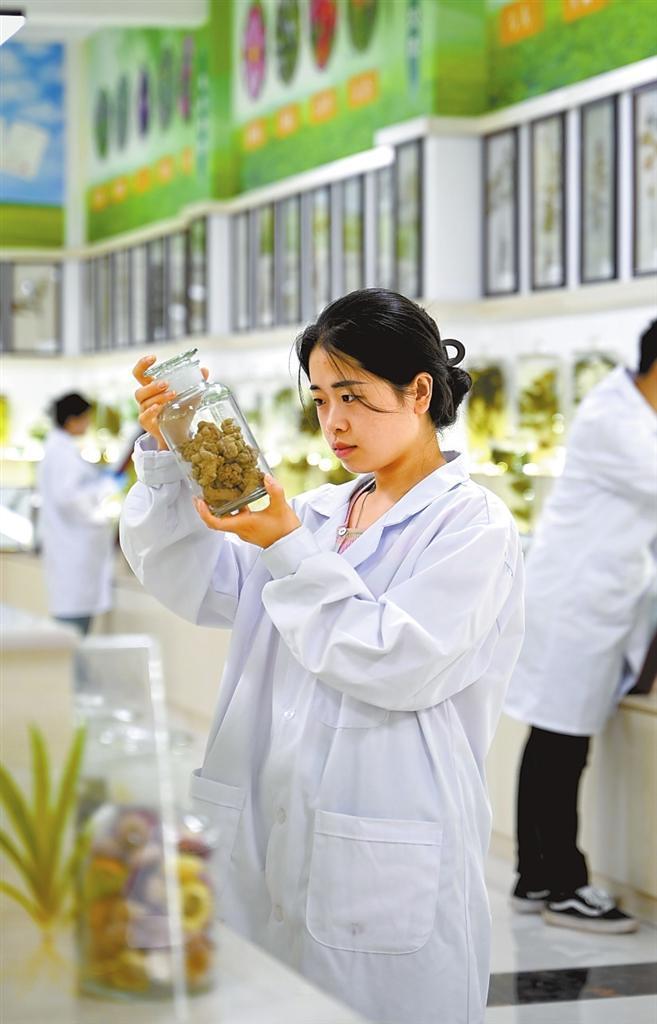 陇西药圃园甘肃省中草药种质资源库标本室内,工作人员正在检查标本。