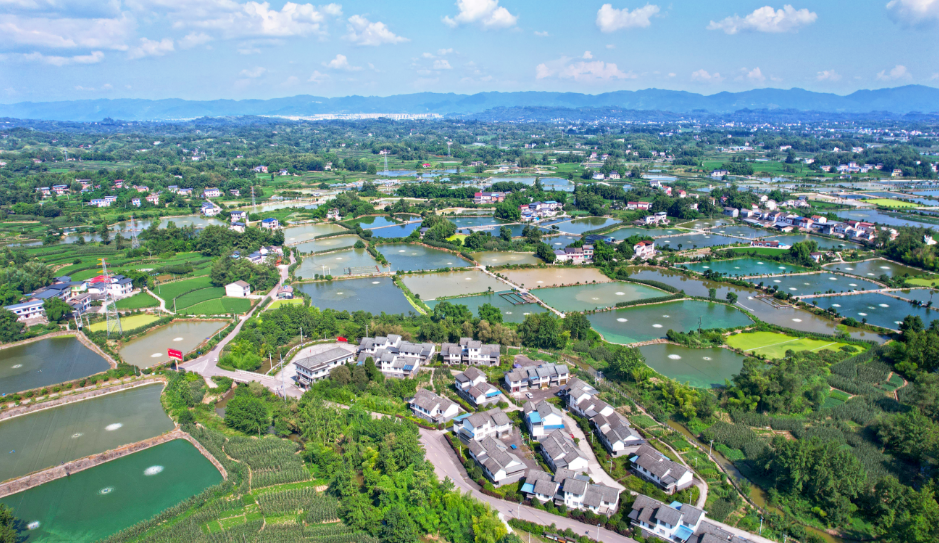 川西村近三年连续入选“全国乡村特色产业超亿元村”。向成国 摄