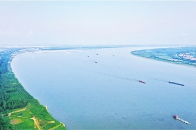 长江武汉双柳段，水清岸绿，长江江豚频频出现。