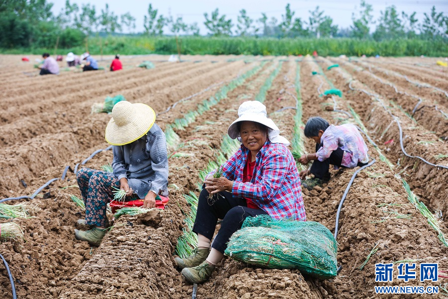 8月13日，河南省信阳市光山县十里镇某种植基地里，农民正在移栽铁杆大葱。
