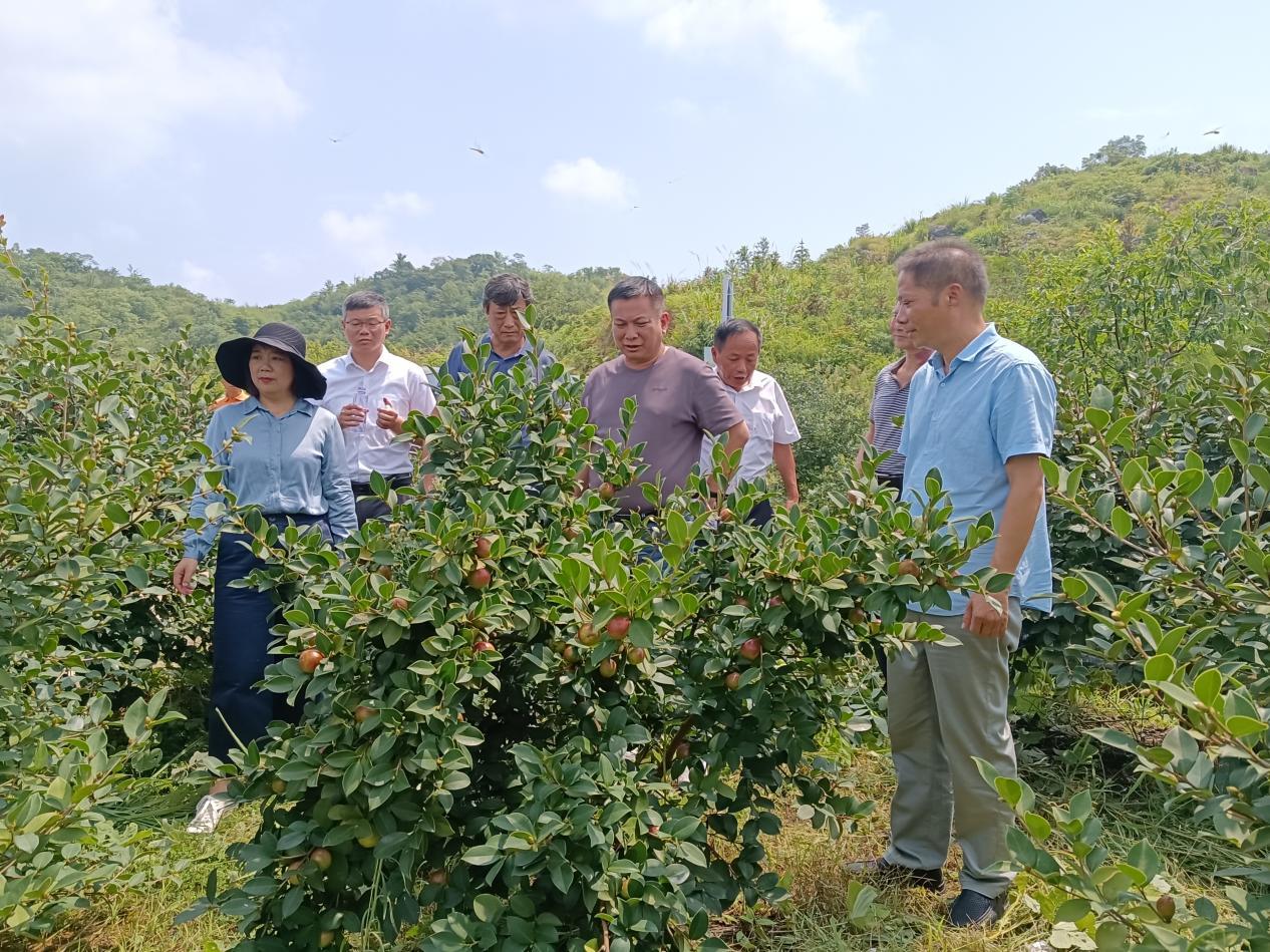 PG游戏 PG电子 APP安徽洋湖镇：林下生“花”拓宽生态振兴之路(图1)