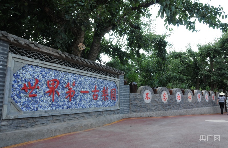 位于兰州市皋兰县什川镇的“世界第一古梨园”（央广网记者 李红军 摄）