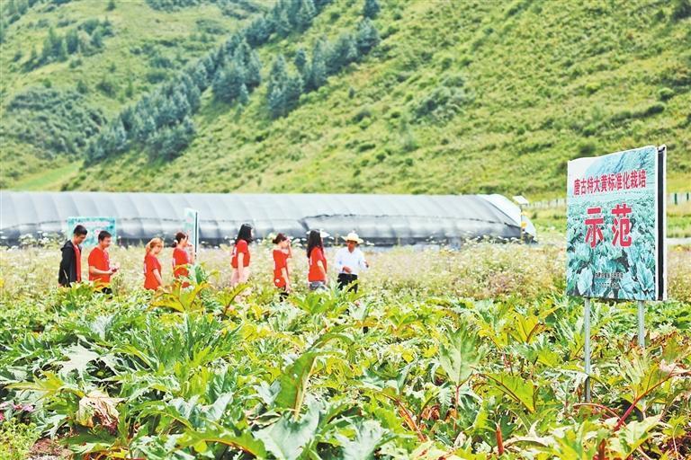 大学生走进岷县当归研究院中药材种植试验基地,开展实践培训。