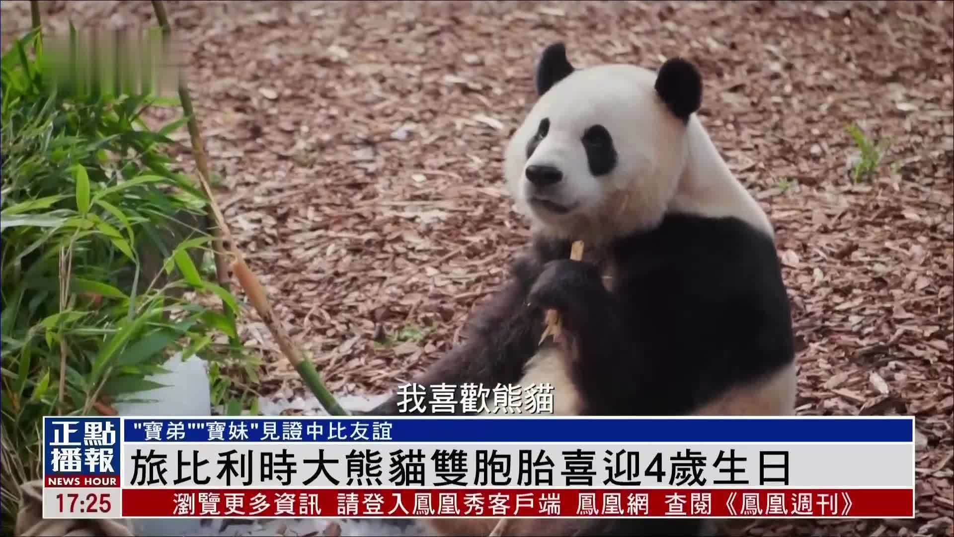 旅比利时大熊猫双胞胎喜迎4岁生日 “宝弟”“宝妹”见证中比友谊