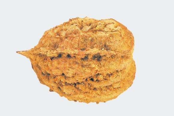 悬泉置遗址出土桃核