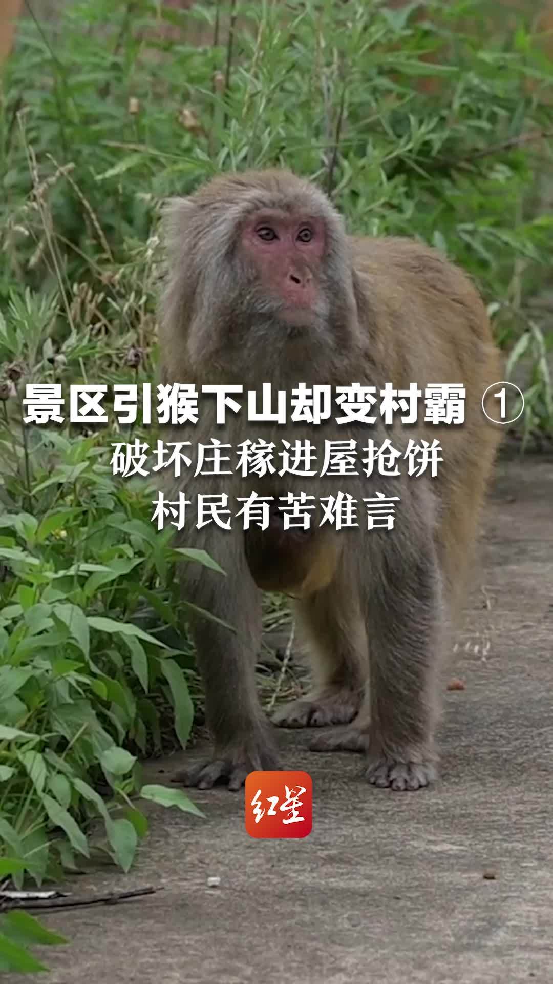 景区引猴下山却变村霸 ①：破坏庄稼进屋抢饼，村民有苦难言