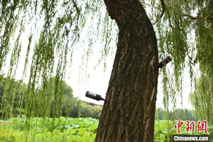 漯河市沙澧公园内的垂柳树在注射植物生长调节剂。王宇摄