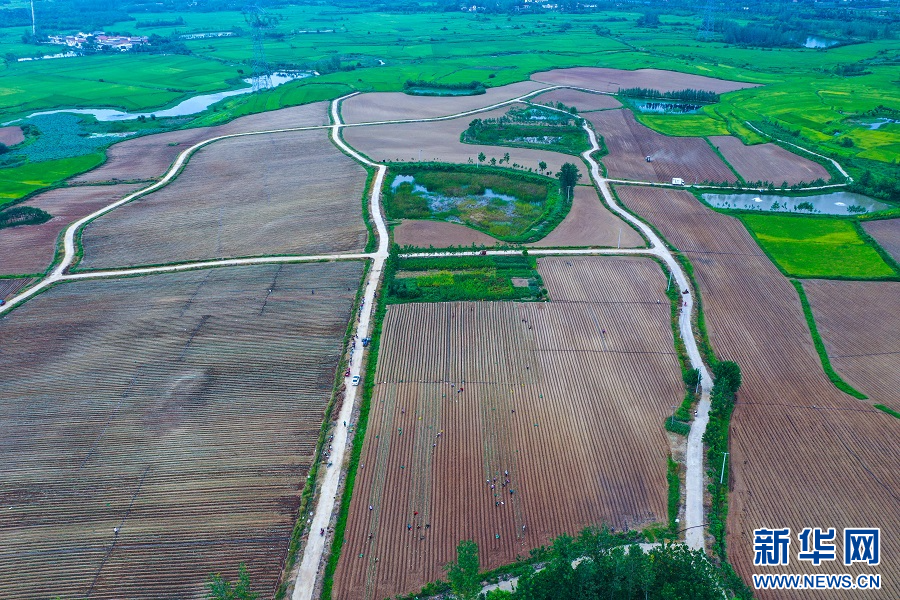 8月13日，河南省信阳市光山县十里镇某种植基地里，农民正在移栽铁杆大葱。（无人机照片）