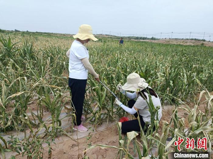 2023年5月以来，甘肃武威市气温持续偏高，降水持续偏少，气象干旱十分显著。图为8月初，武威市气象部门工作人员开展抗旱减灾气象服务。蒋菊芳 摄