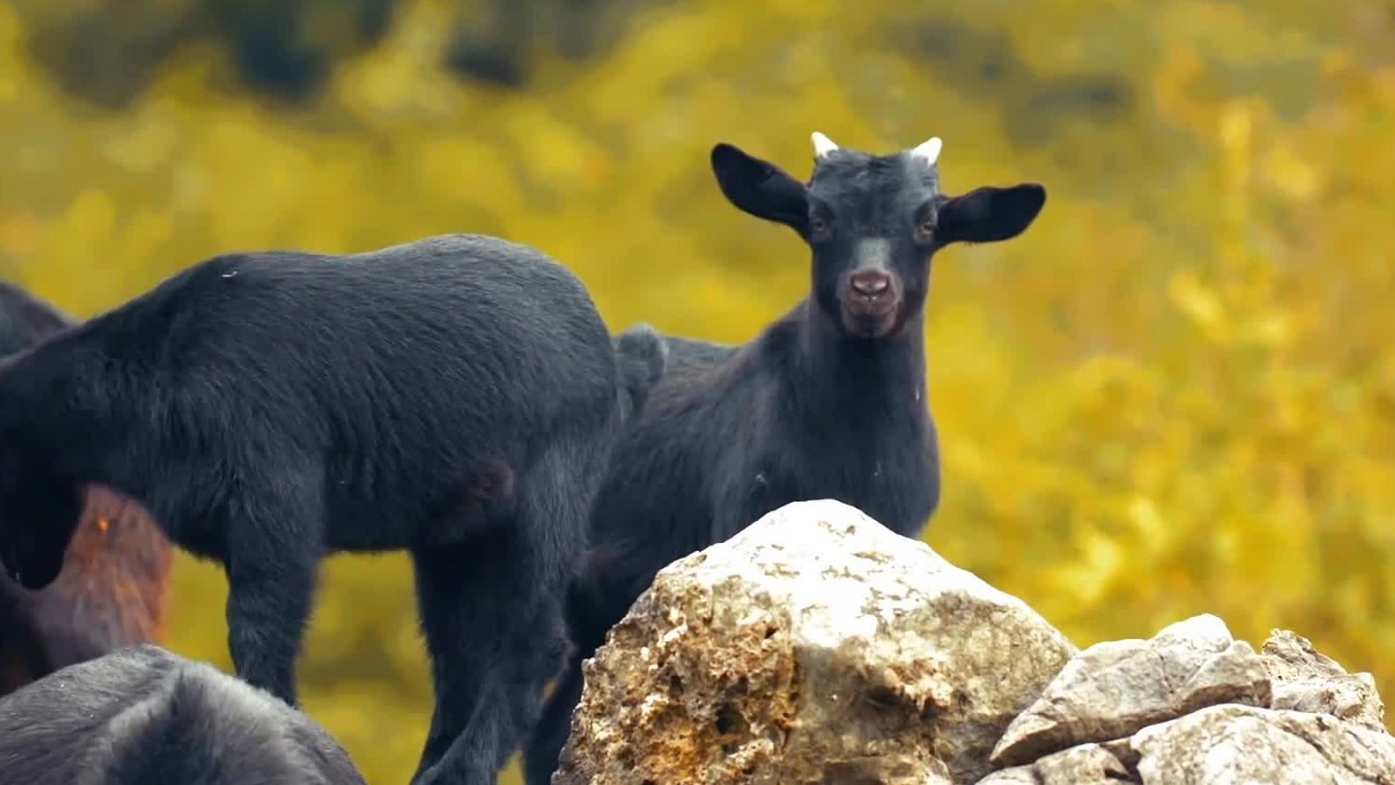 肉质肥嫩鲜美、食无膻味，早在民国时期，东山羊就被列入总统府膳食