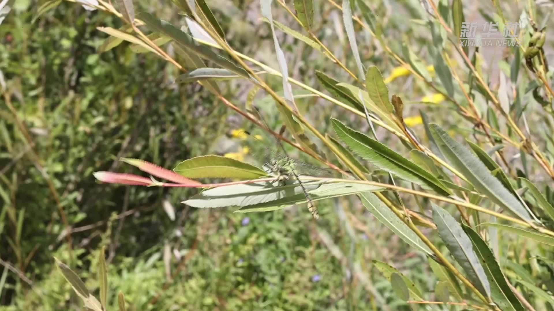 国家二级重点保护野生动物棘角蛇纹春蜓现身内蒙古
