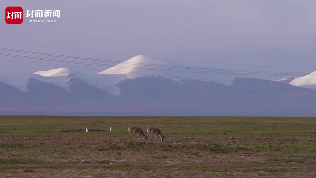 长江源地区的动物朋友：雪山、铁路和藏羚羊｜川流中国·上游行