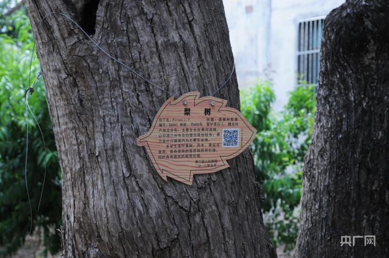 当地已对古梨树采取保护措施（央广网记者 李红军 摄）