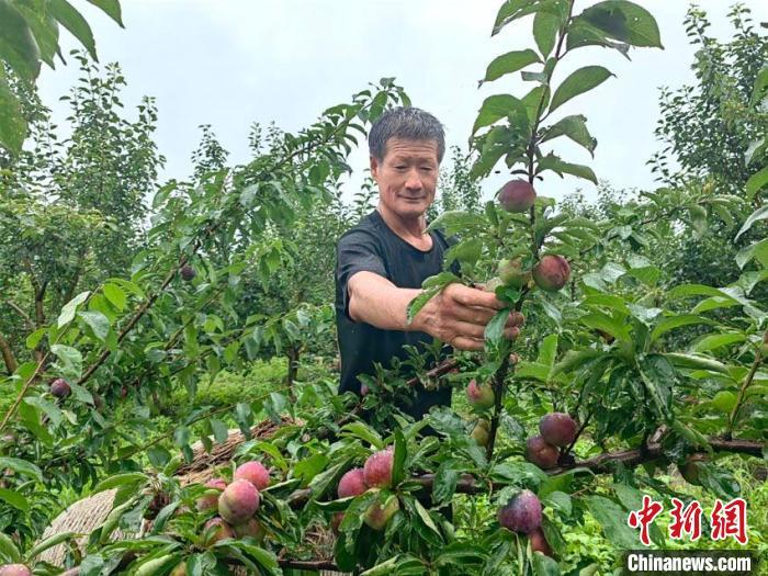 付澤民正在查看果實(shí)的狀態(tài)?！∮浾?石洪宇 攝