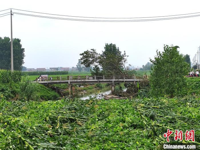 农作物发生倒伏。谷华 摄