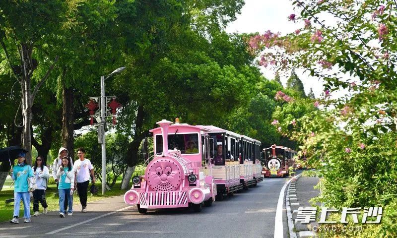 新投入运营的粉红色小火车圈粉无数，吸引了不少游客争相打卡。