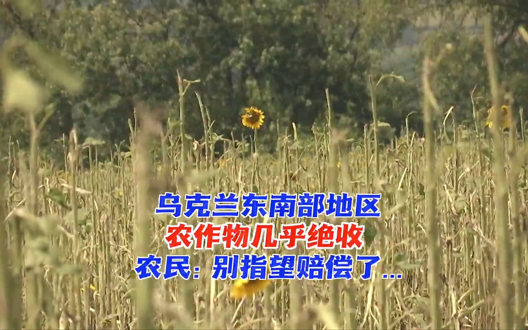 乌克兰东南部地区遭冰雹袭击 农作物几乎绝收_凤凰网视频_凤凰网