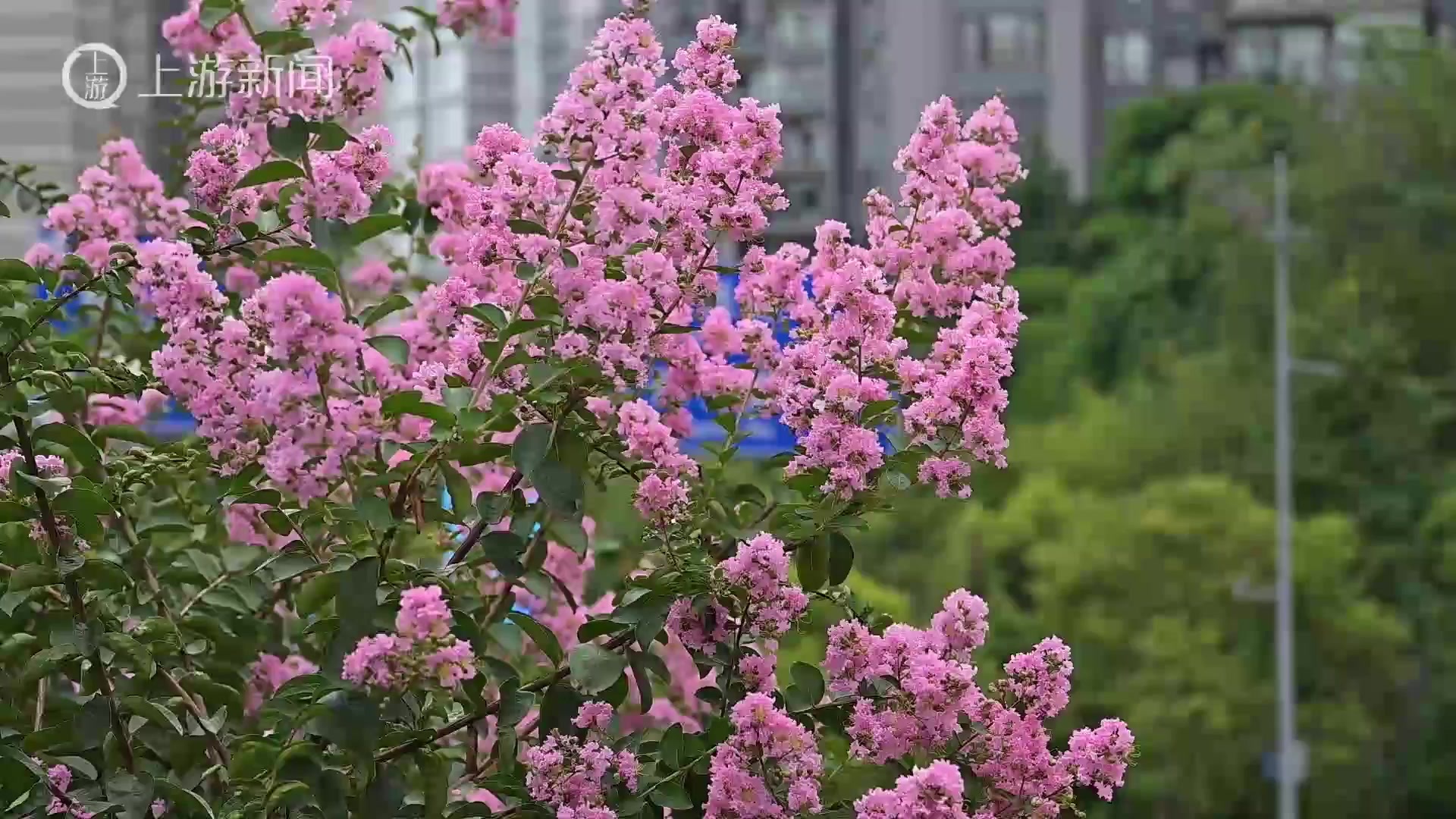 花有“百日红”山城紫薇“超长待机”