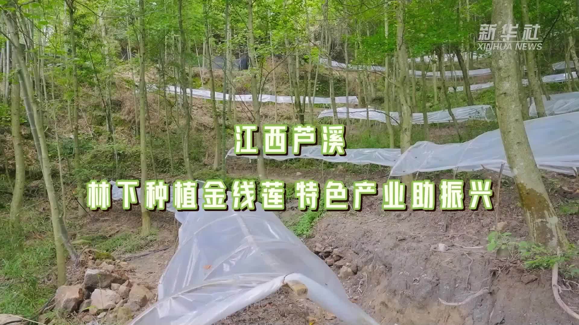 江西芦溪：林下种植金线莲 特色产业助振兴