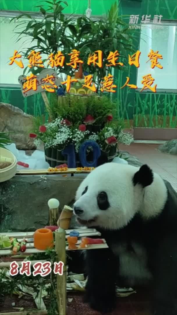 大熊猫享用生日餐 萌态十足惹人爱