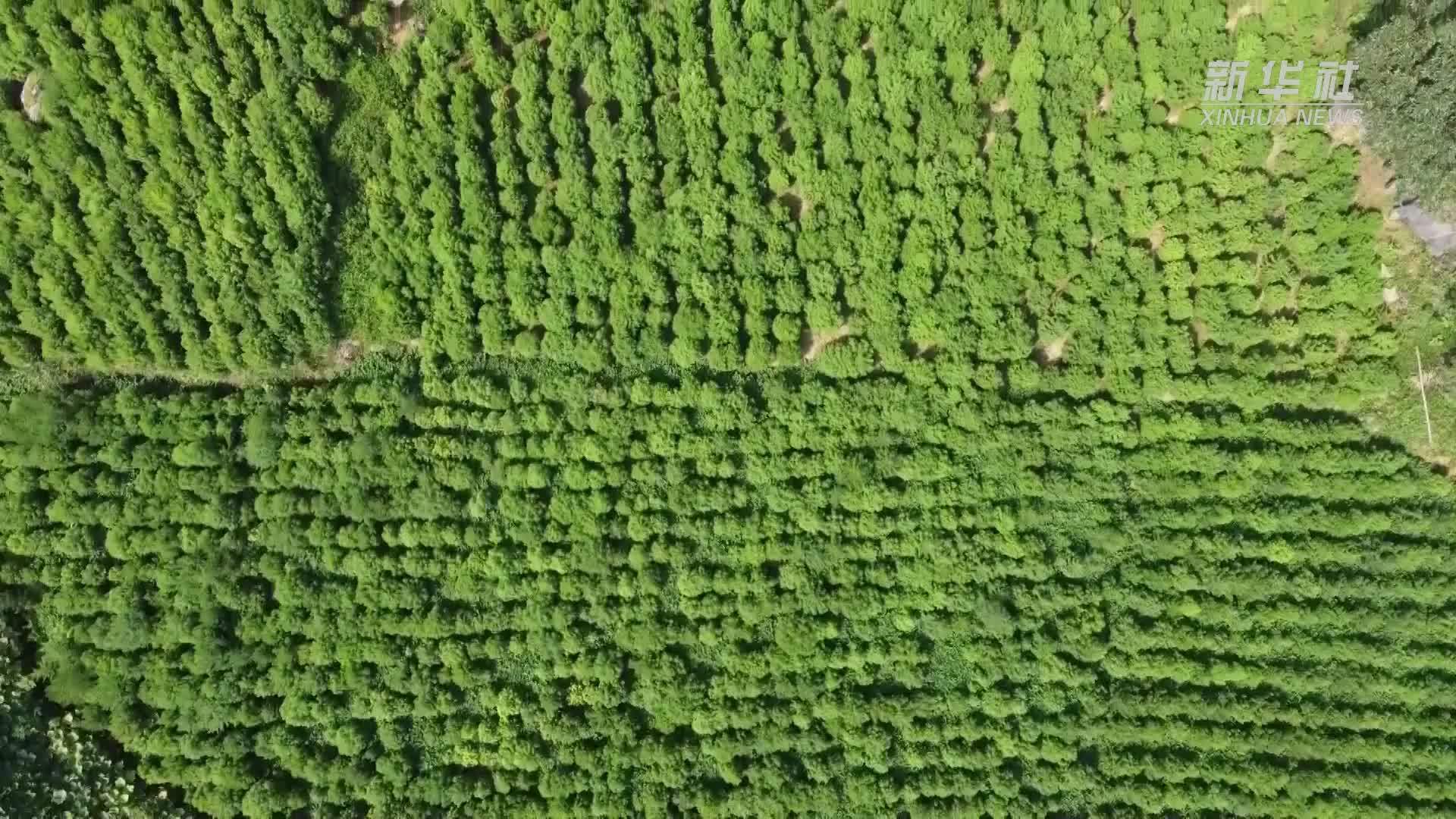 重庆黔江：采收青蒿 构建药草产业链