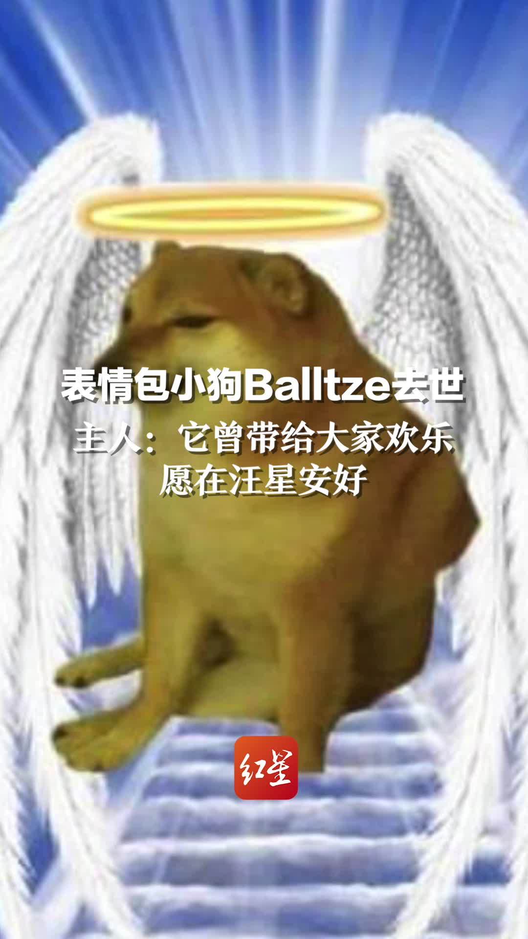 表情包小狗Balltze去世，主人：它曾带给大家欢乐。愿在汪星安好