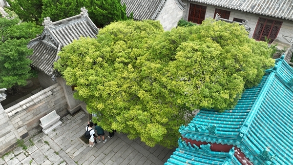 守护“活化石” 古树医生在行动 青岛多措并举开展古树名木保护工作凤凰网青岛_凤凰网
