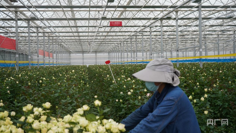 临夏打造西北玫瑰超级工厂丨临夏市融入两大百亿级产业集群