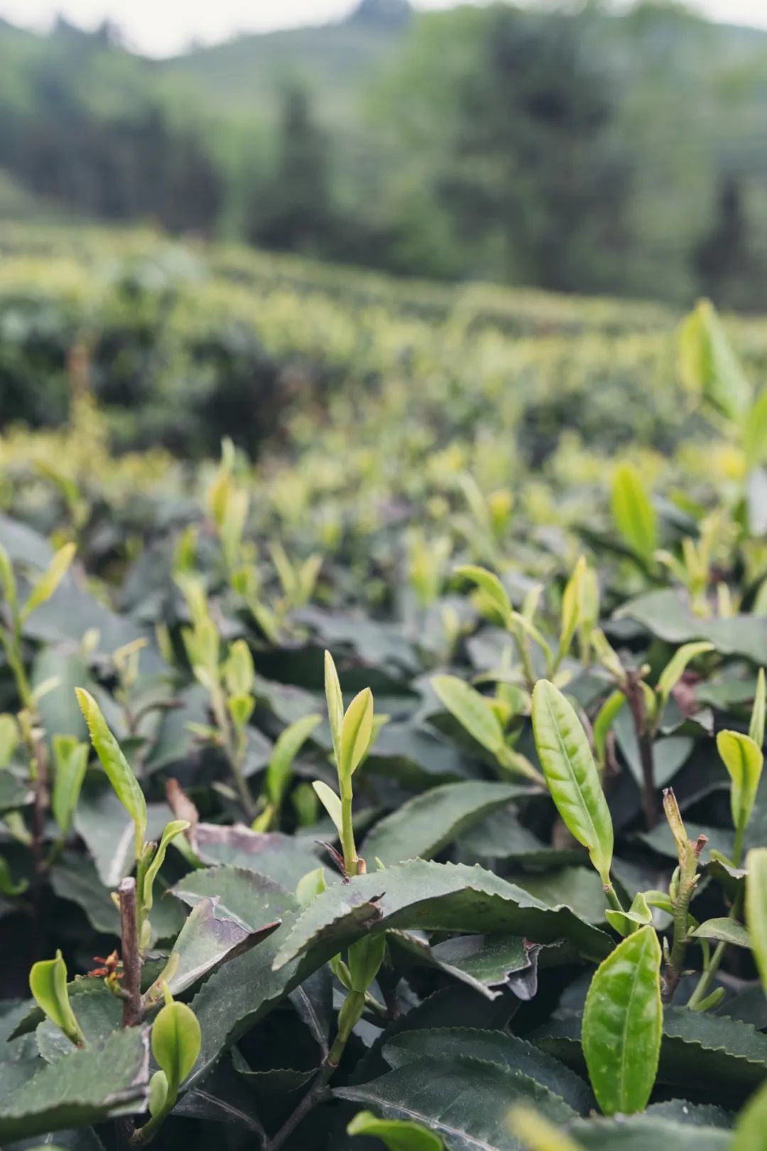 圖1：峨眉山，山高多霧；攝影/胡文凱 圖2：峨眉綠茶茶芽肥壯。攝影/吳學(xué)文