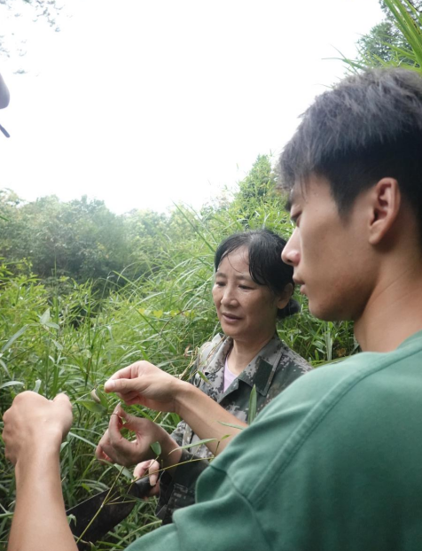 楼玫娟教导年轻测报员开展虫情调查