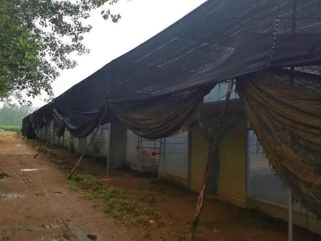 灵芝大王郭新义为救爱人上演现代版 “白蛇”与“仙草”的故事