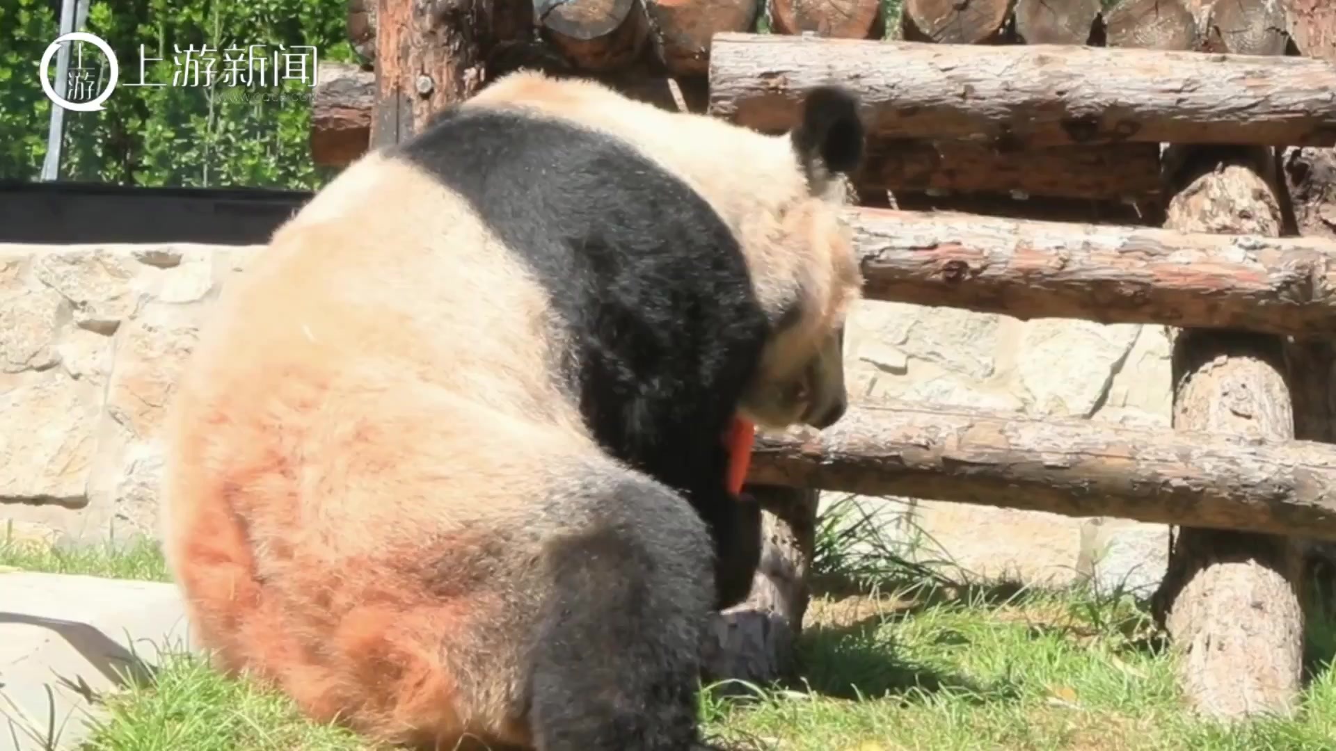 胖乎乎好可爱！“丫丫”最新干饭视频曝光 晒着太阳吃胡萝卜