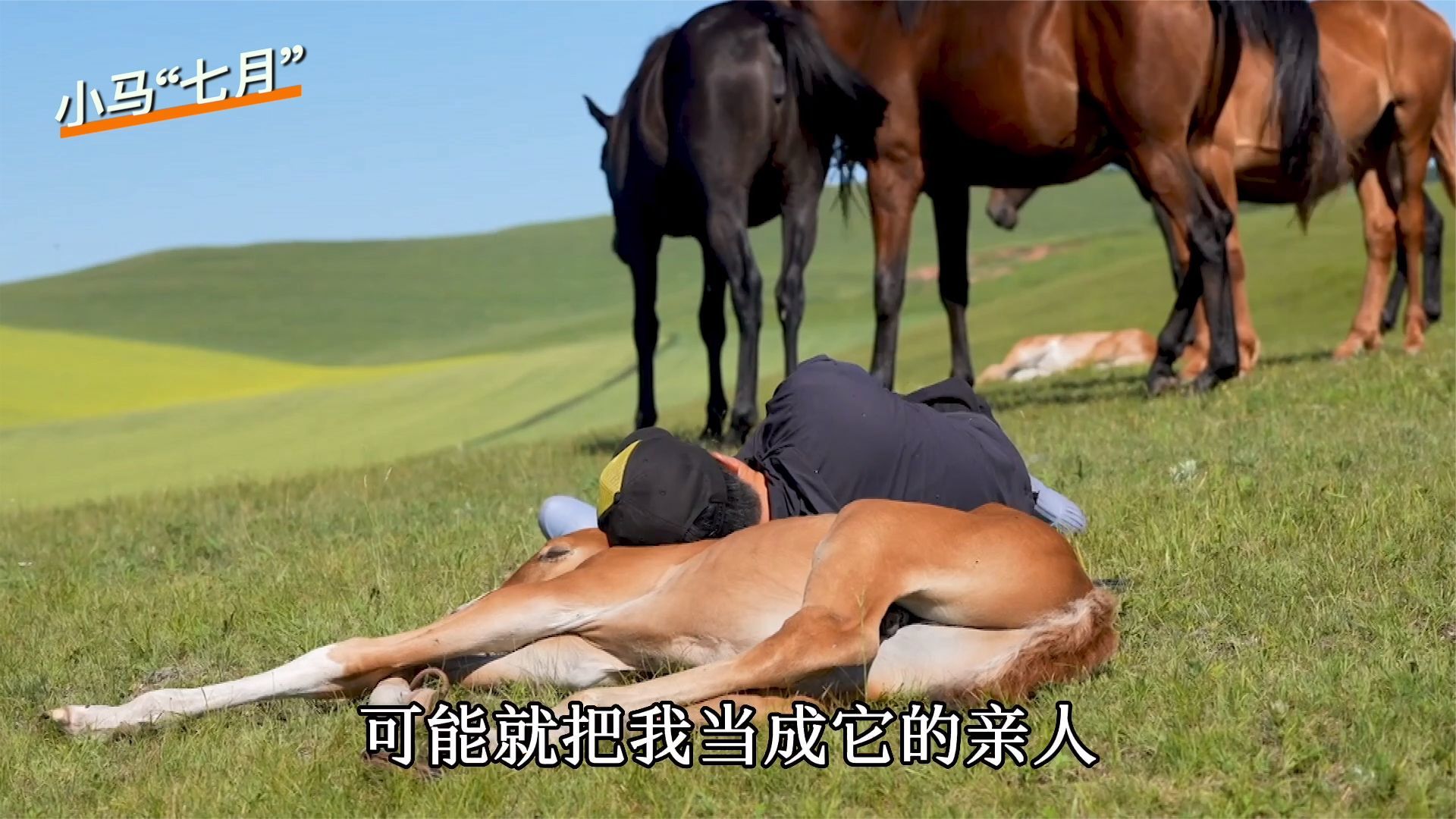 母马意外离世，小马驹无助哀鸣，牧民晋升奶爸治愈小马