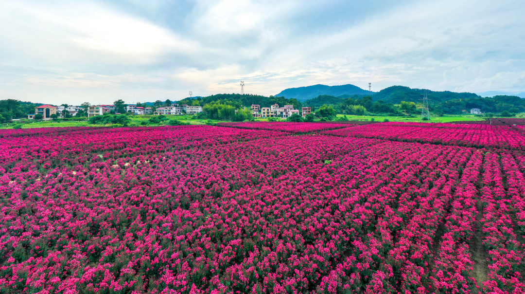 江西武宁千亩紫薇花海绽放