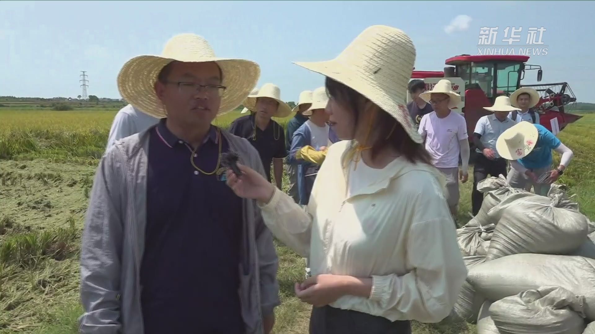 什么是再生稻？来听专家讲解